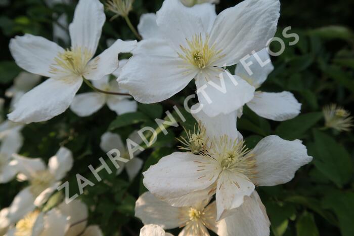 Plamének horský - Clematis montana