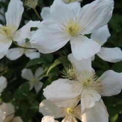 Plamének horský - Clematis montana