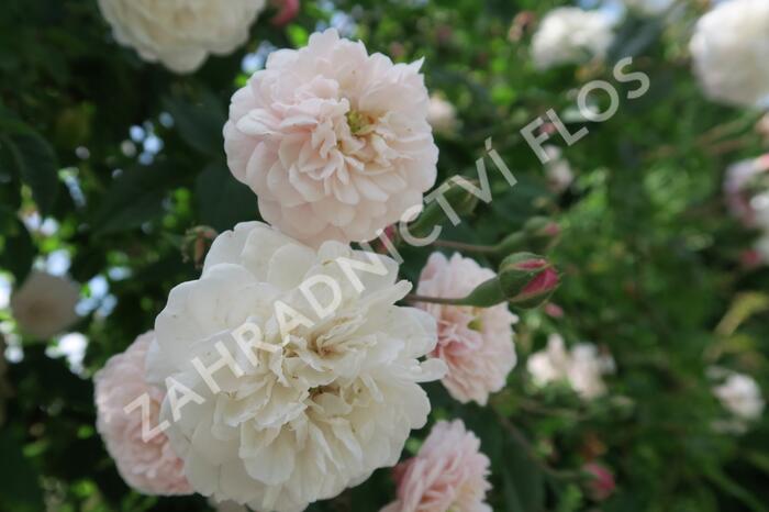 Růže pnoucí 'Félicité et Perpétue' - Rosa PN 'Félicité et Perpétue'