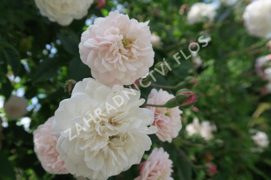 Růže pnoucí 'Félicité et Perpétue' - Rosa PN 'Félicité et Perpétue'