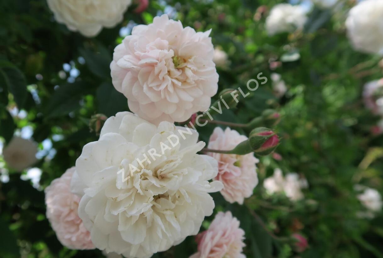 Růže pnoucí 'Félicité et Perpétue' - Rosa PN 'Félicité et Perpétue'