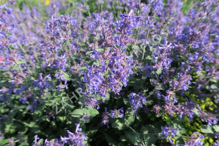 Šanta hroznovitá 'Grog' - Nepeta racemosa 'Grog'