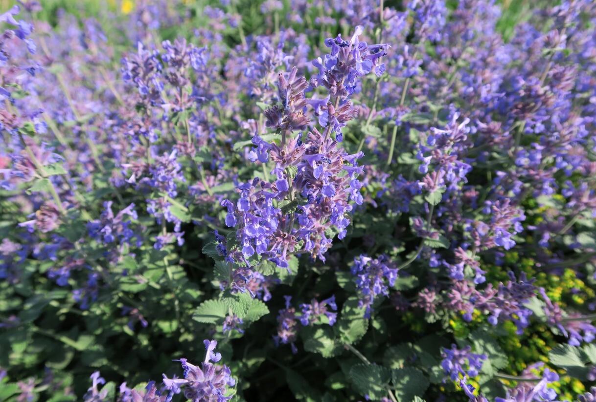 Šanta hroznovitá 'Grog' - Nepeta racemosa 'Grog'