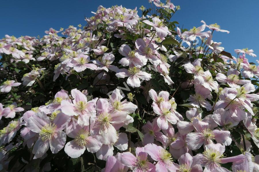 Plamének horský 'Rubens' - Clematis montana 'Rubens'
