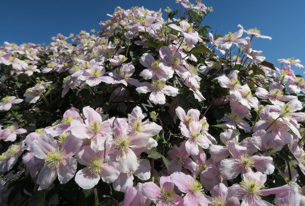 Plamének horský 'Rubens' - Clematis montana 'Rubens'
