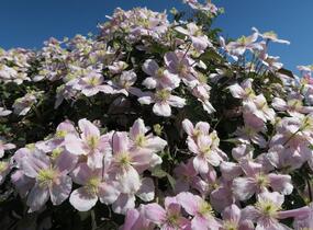 Plamének horský 'Rubens' - Clematis montana 'Rubens'