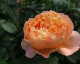 Růže anglická David Austin 'Lady Emma Hamilton'