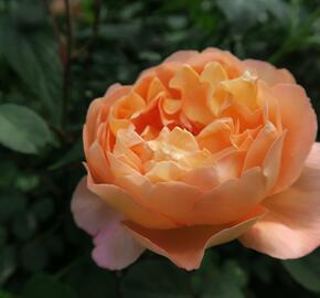 Anglická růže Davida Austina 'Lady Emma Hamilton' - Rosa S 'Lady Emma Hamilton'