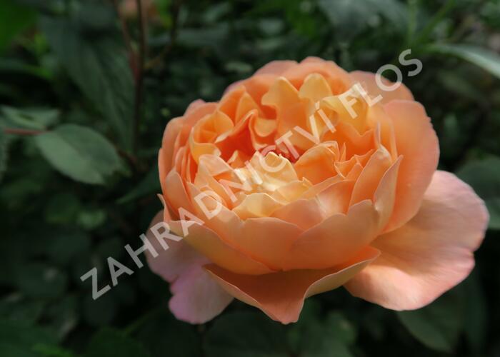 Anglická růže Davida Austina 'Lady Emma Hamilton' - Rosa S 'Lady Emma Hamilton'