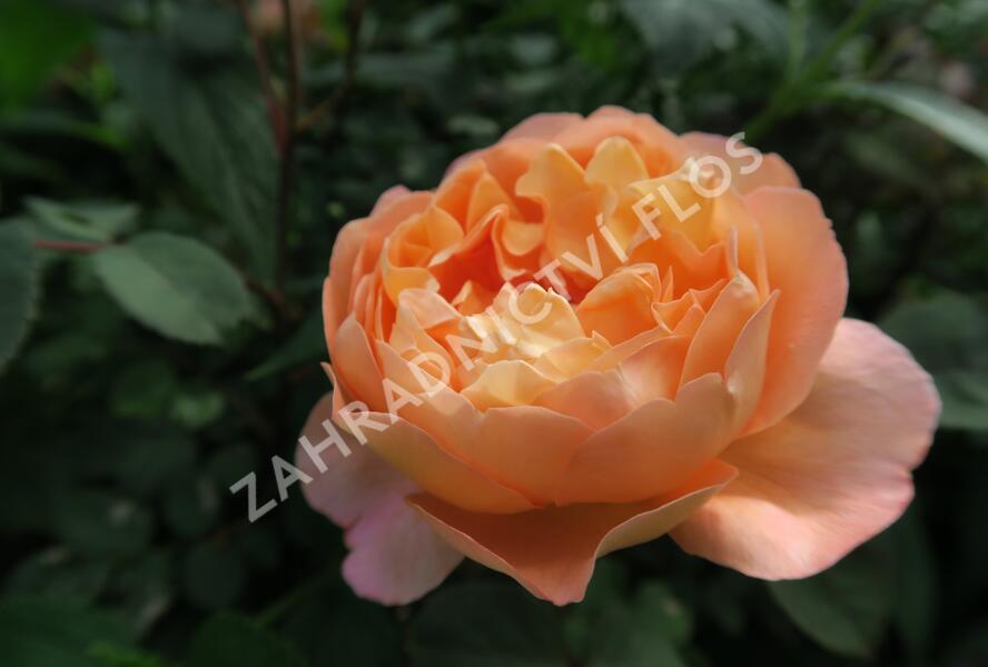 Růže anglická David Austin 'Lady Emma Hamilton' - Rosa S 'Lady Emma Hamilton'