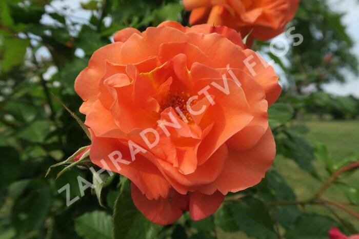 Růže pnoucí Kordes 'Westerland' - Rosa PN 'Westerland'