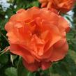 Růže pnoucí Kordes 'Westerland' - Rosa PN 'Westerland'