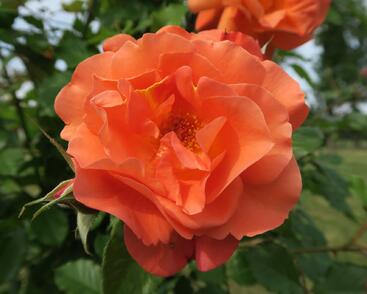 Růže pnoucí Kordes 'Westerland'