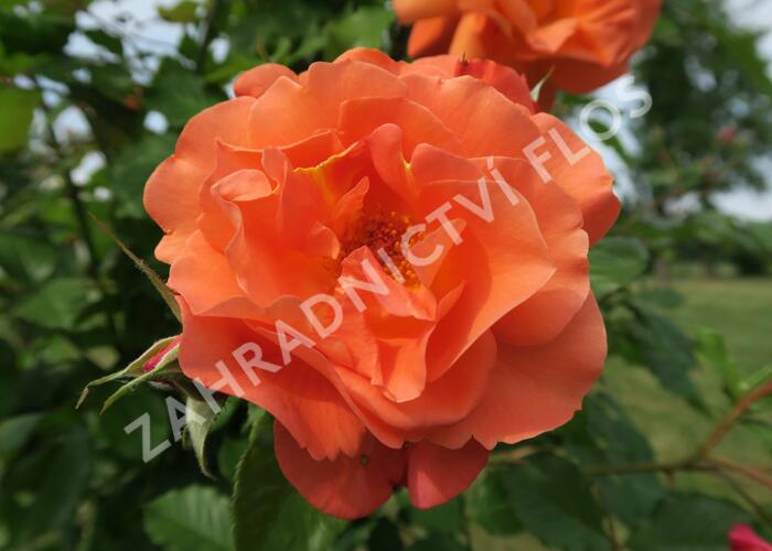 Růže pnoucí Kordes 'Westerland' - Rosa PN 'Westerland'