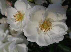 Růže půdopokryvná Kordes 'Innocencia' - Rosa PK 'Innocencia'