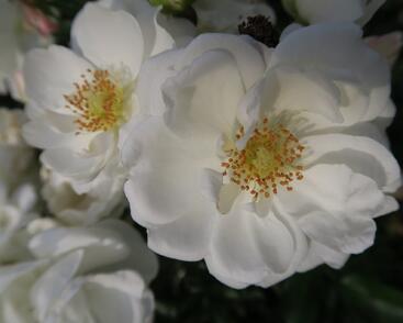 Růže půdopokryvná Kordes 'Innocencia'