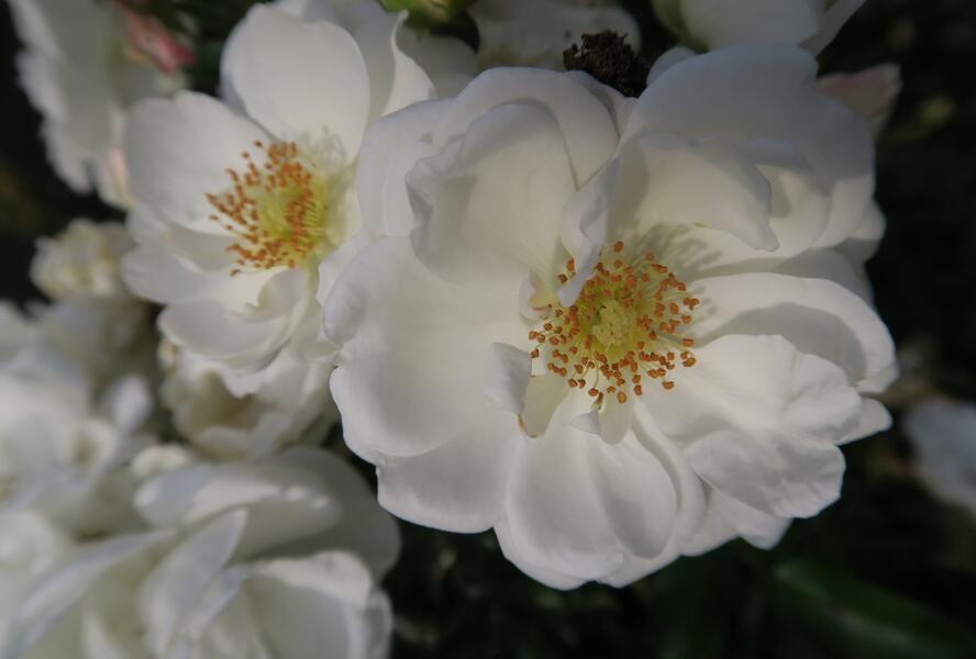 Růže půdopokryvná Kordes 'Innocencia' - Rosa PK 'Innocencia'