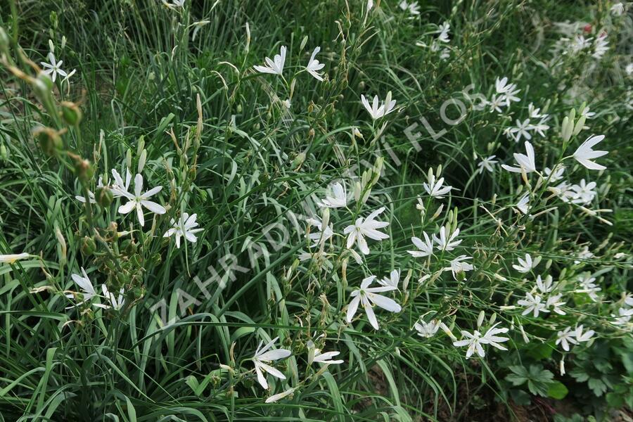 Bělozářka liliovitá - Anthericum liliago