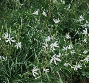 Bělozářka liliovitá - Anthericum liliago