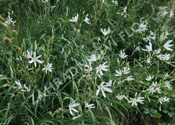 Bělozářka liliovitá - Anthericum liliago