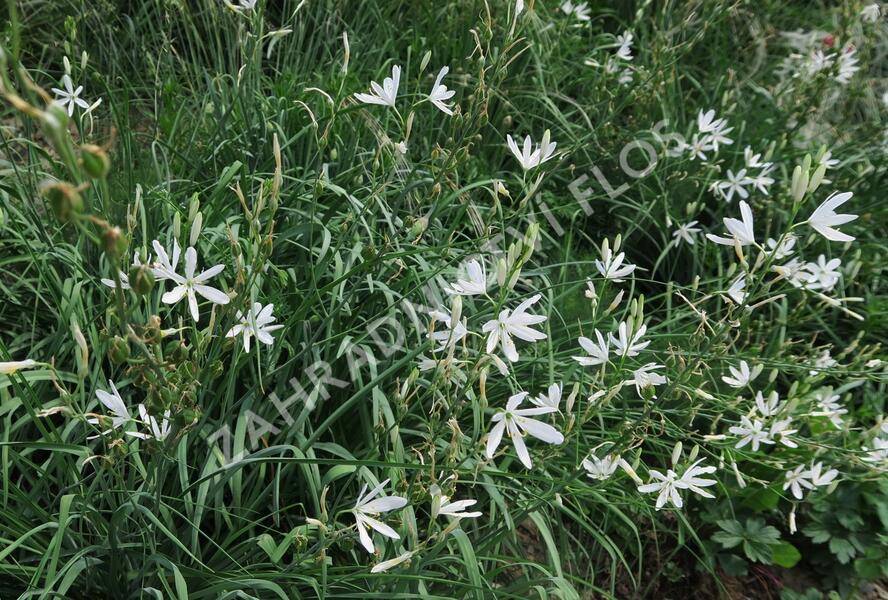 Bělozářka liliovitá - Anthericum liliago