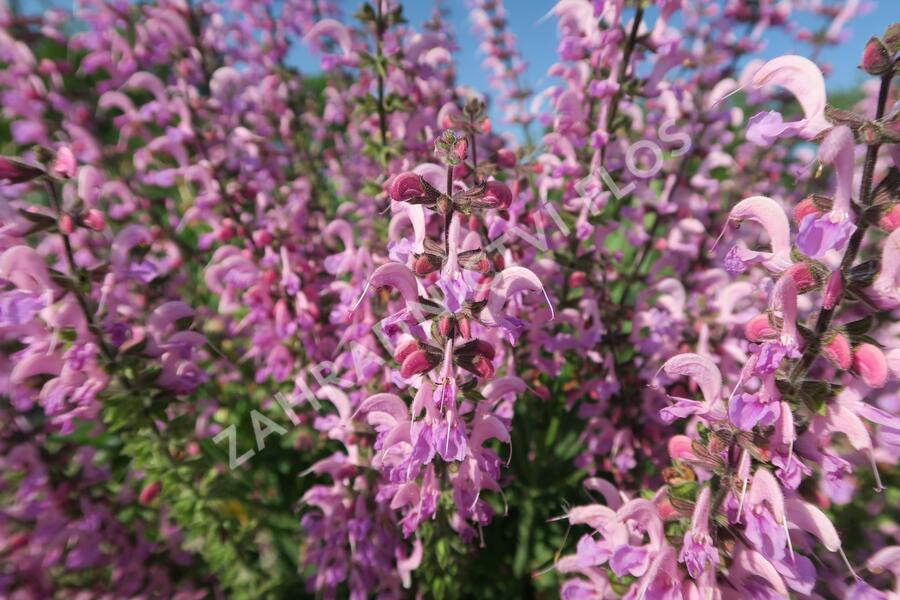 Šalvěj luční 'Rose Rhapsody' - Salvia pratensis 'Rose Rhapsody'