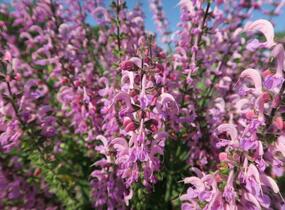 Šalvěj luční 'Rose Rhapsody' - Salvia pratensis 'Rose Rhapsody'