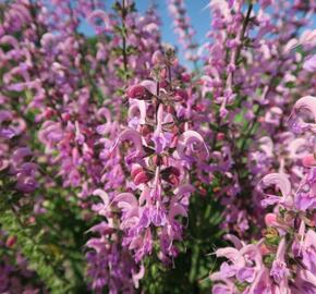 Šalvěj luční 'Rose Rhapsody' - Salvia pratensis 'Rose Rhapsody'