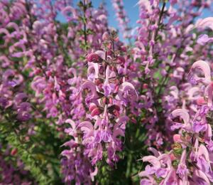 Šalvěj luční 'Rose Rhapsody' - Salvia pratensis 'Rose Rhapsody'