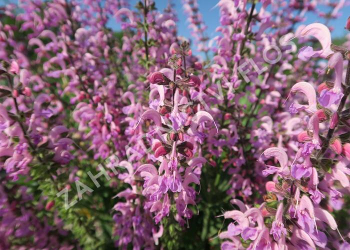 Šalvěj luční 'Rose Rhapsody' - Salvia pratensis 'Rose Rhapsody'