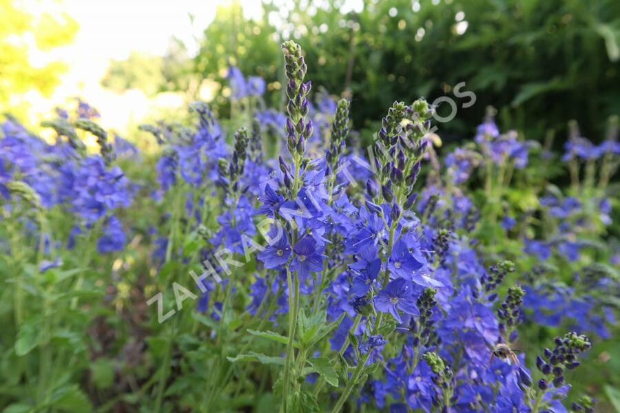 Rozrazil ožankovitý 'Shirley Blue' - Veronica teucrium 'Shirley Blue'