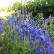 Rozrazil ožankovitý 'Shirley Blue' - Veronica teucrium 'Shirley Blue'