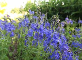 Rozrazil ožankovitý 'Shirley Blue' - Veronica teucrium 'Shirley Blue'