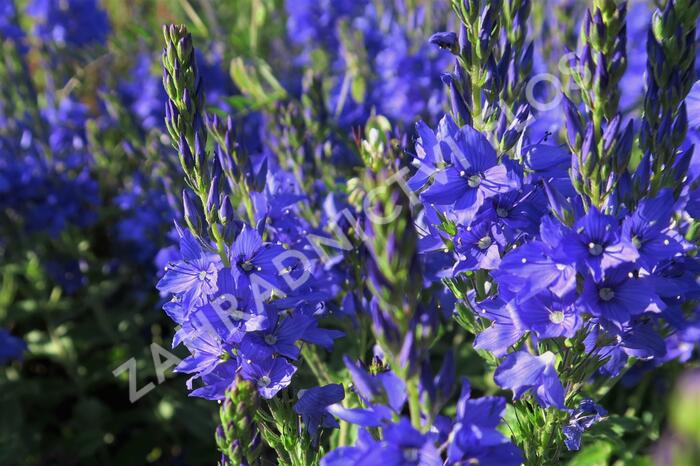 Rozrazil ožankovitý 'Shirley Blue' - Veronica teucrium 'Shirley Blue'