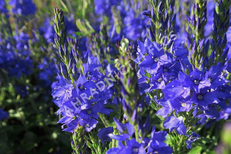 Rozrazil ožankovitý 'Shirley Blue' - Veronica teucrium 'Shirley Blue'