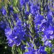 Rozrazil ožankovitý 'Shirley Blue' - Veronica teucrium 'Shirley Blue'