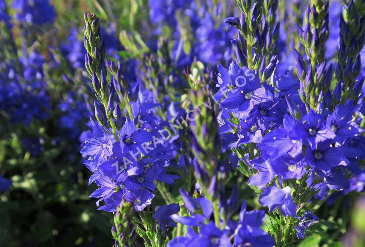 Rozrazil ožankovitý 'Shirley Blue' - Veronica teucrium 'Shirley Blue'