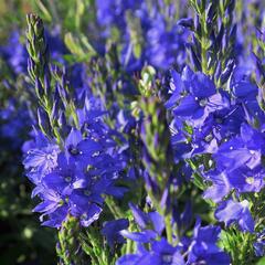 Rozrazil ožankovitý 'Shirley Blue' - Veronica teucrium 'Shirley Blue'