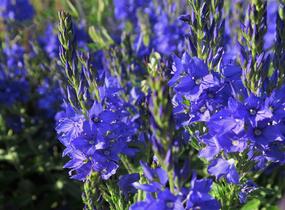 Rozrazil ožankovitý 'Shirley Blue' - Veronica teucrium 'Shirley Blue'