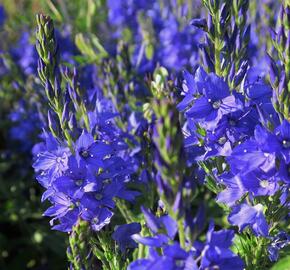 Rozrazil ožankovitý 'Shirley Blue' - Veronica teucrium 'Shirley Blue'