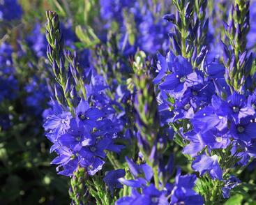 Rozrazil ožankovitý 'Shirley Blue'