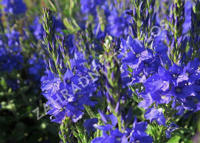 Rozrazil ožankovitý 'Shirley Blue' - Veronica teucrium 'Shirley Blue'