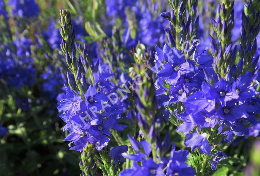 Rozrazil ožankovitý 'Shirley Blue' - Veronica teucrium 'Shirley Blue'