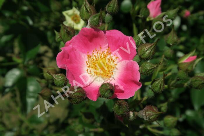 Růže pnoucí 'American Pillar' - Rosa PN 'American Pillar'