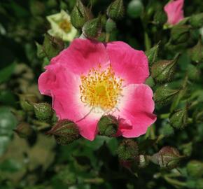 Růže pnoucí 'American Pillar' - Rosa PN 'American Pillar'