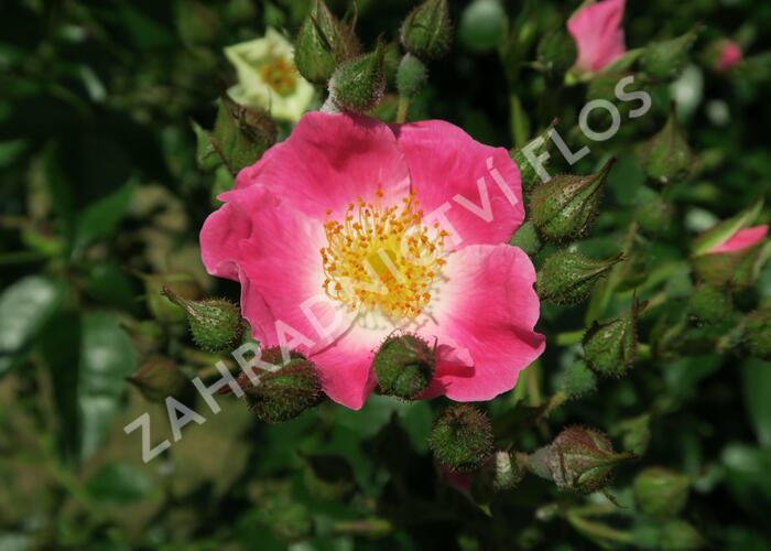 Růže pnoucí 'American Pillar' - Rosa PN 'American Pillar'