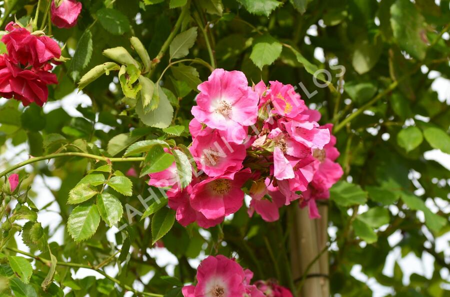 Růže pnoucí 'American Pillar' - Rosa PN 'American Pillar'