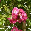 Růže pnoucí 'American Pillar' - Rosa PN 'American Pillar'