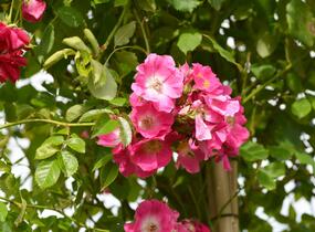 Růže pnoucí 'American Pillar' - Rosa PN 'American Pillar'