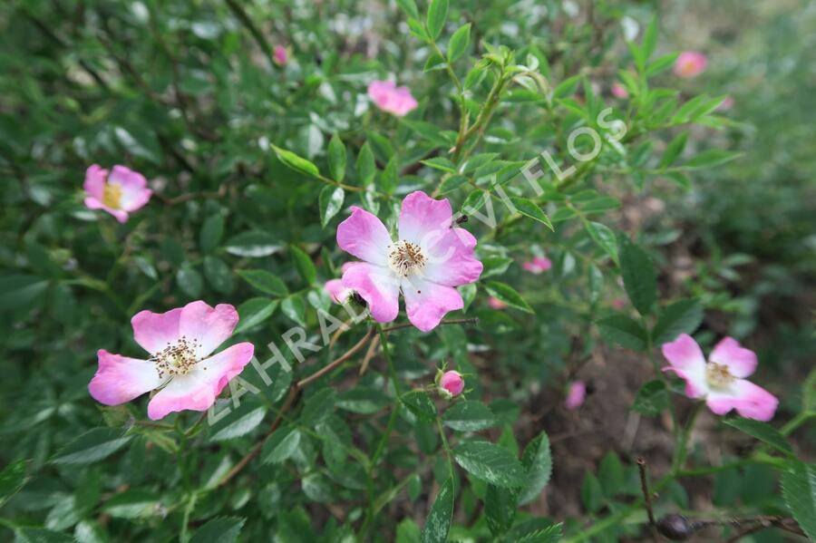 Růže půdopokryvná 'Pink Spray' - Rosa PK 'Pink Spray'